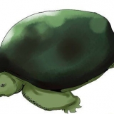 Cuidando das tartarugas