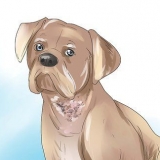 Cura da sarna em cães