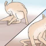 Reconhecendo a sarna em cães