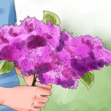 Lilases crescentes