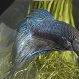 Criação de peixes de briga siameses