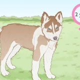 Criação de huskies siberianos