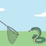 Pegando cobras