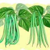 Cultivo de feijão verde