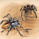 Mantendo aranhas como animais de estimação