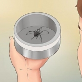 Tratar picadas de aranha