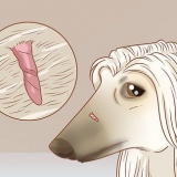 Remover marcas de pele em cães