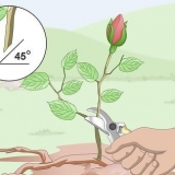 Tirando mudas de rosas