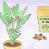 Crescente strelitzia