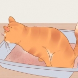 Reduzindo o estresse em gatos