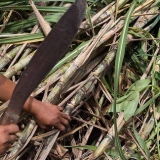 Comendo cana de açucar