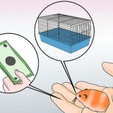 Criação de hamsters sírios