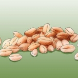 Cultivo de grama de trigo