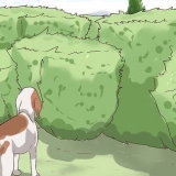 Prevenção de carrapatos em cães