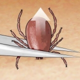 Matar carrapatos
