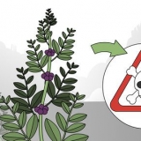 Testando se uma planta é comestível