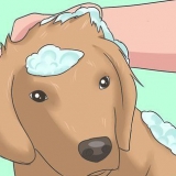 Combatendo uma infestação de pulgas em casa