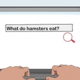 Obtendo permissão de seus pais para manter um hamster