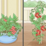 Cultivando tomates dentro de casa