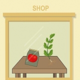 Cultivo de tomates em vasos