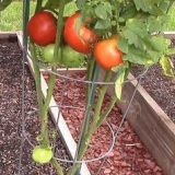 Cultivando tomates em uma estufa