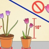 Cultivo de tulipas em vasos