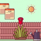Poda de tulipas