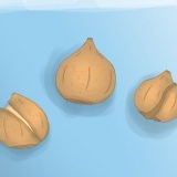 Plantando bulbos de tulipas