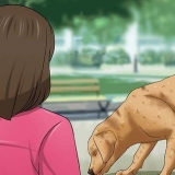 Reconhecendo a desidratação em um cão