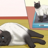 Prevenção de infecções do trato urinário em gatos