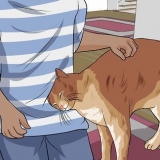 Desembaraçar o pelo do gato