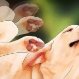 Livre-se dos piolhos do cachorro