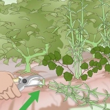 Livrar-se do knotweed japonês
