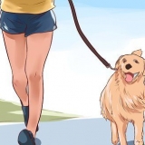 Amando seu cachorro