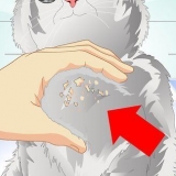 Acabar com a caspa do gato