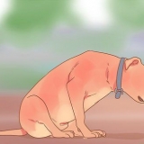 Livre-se de tênias em animais de estimação