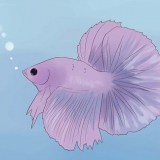 Determinando se o seu peixe betta está doente