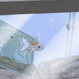 Determinando se seu peixe está morto
