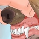 Reconhecendo o envenenamento em cães