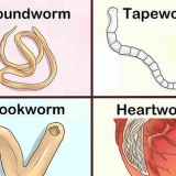 Identificando diferentes vermes em cães