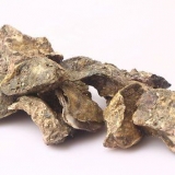 Armazenar ostras frescas