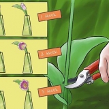Cuidando de tulipas recém-colhidas
