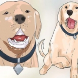 Construindo confiança com um cão maltratado