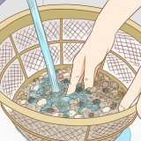 Colocando peixes em um novo aquário