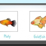 Alimentando peixes