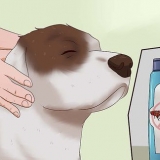 Matando pulgas em cães