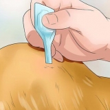 Mantenha as pulgas longe dos cães