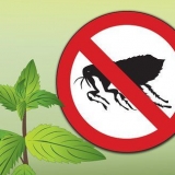 Remova as pulgas com hortelã
