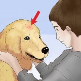 Tratamento de picadas de pulgas em cães