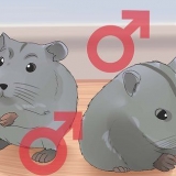 Cuidando de hamsters anões chineses